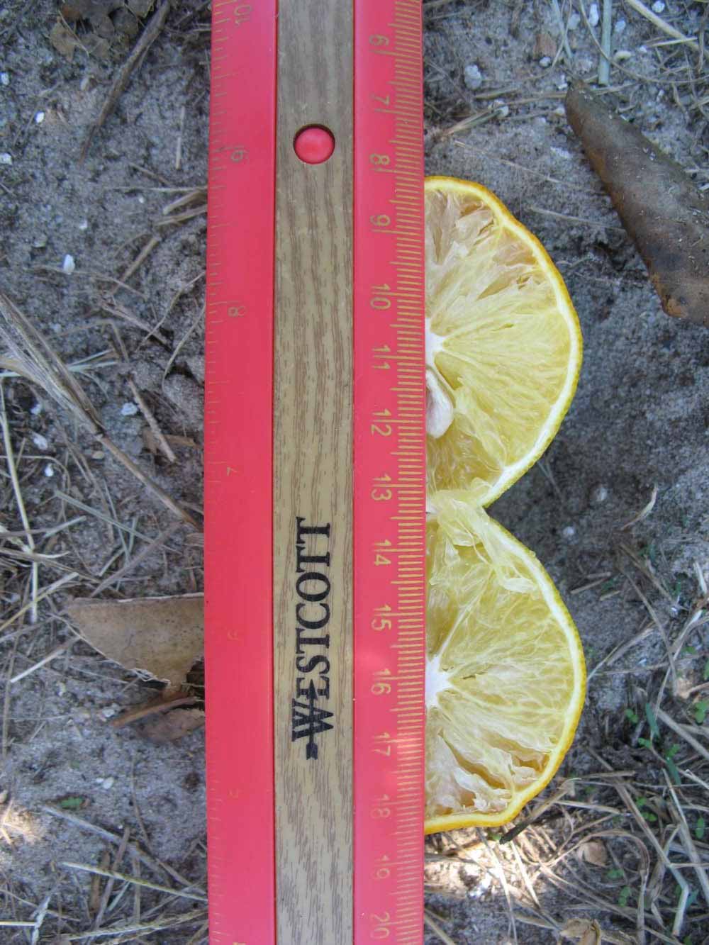            Fruit cross-section (Winter Haven, FL)   